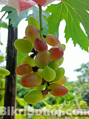 বিদেশি আংগুর চারা